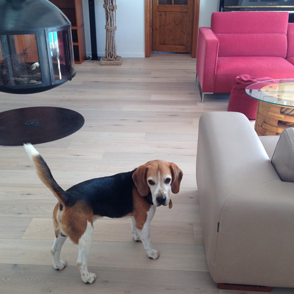 PARQUET – CHENE BLANCHI – MARSILLY (17)